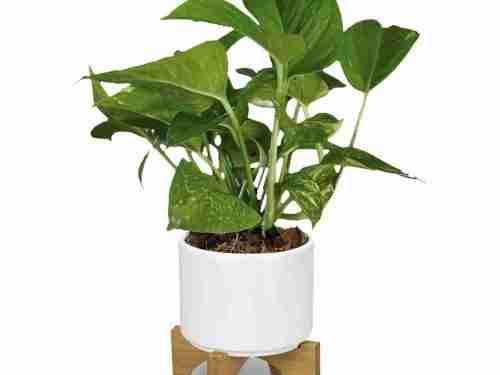 Planter with Bamboo base